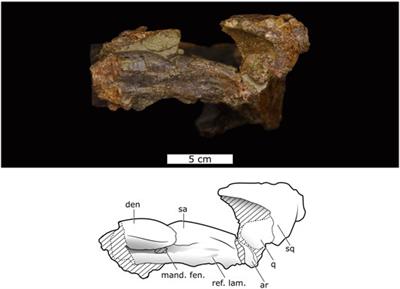 New Specimen of the Enigmatic Dicynodont Lanthanostegus mohoii (Therapsida, Anomodontia) from the Southwestern Karoo Basin of South Africa, and its Implications for Middle Permian Biostratigraphy